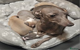 Italian Greyhound dogs for sale: Italian Greyhound Puppies - Kennel Club Registered - Image 1