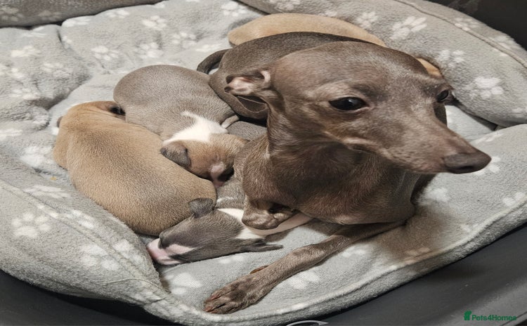Italian Greyhound dogs - Advert 1