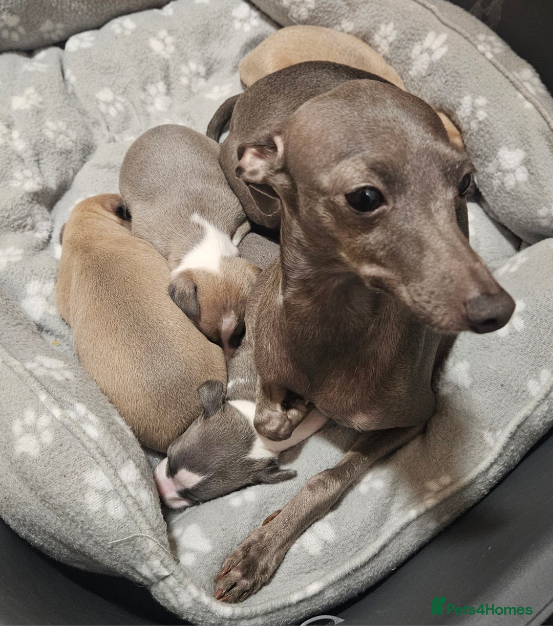 Italian Greyhound dogs for sale: Italian Greyhound Puppies - Kennel Club Registered - Image 1