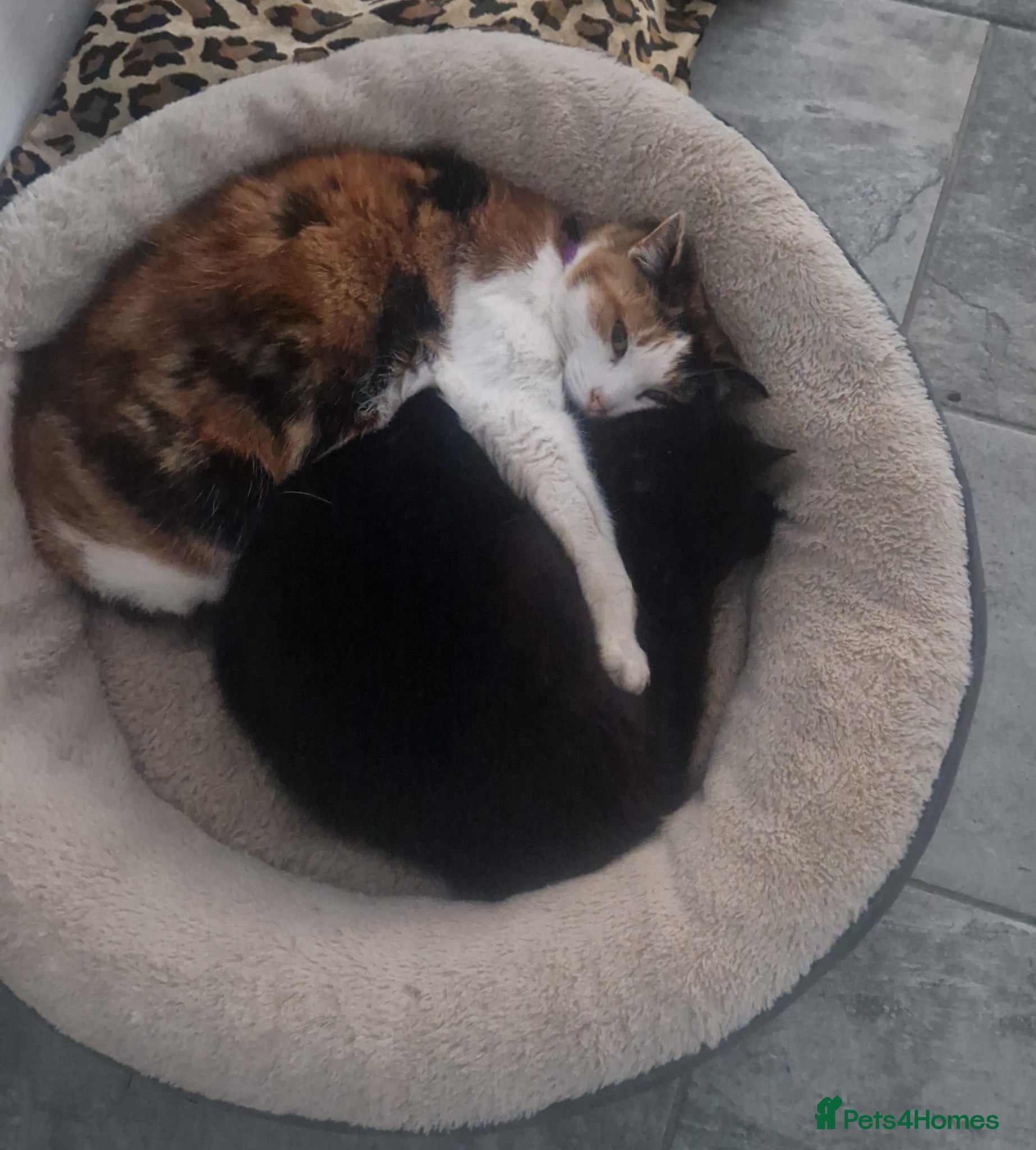 Mixed Breed cats 2 cats- Polly and Mittens- Must go together  - Advert 4