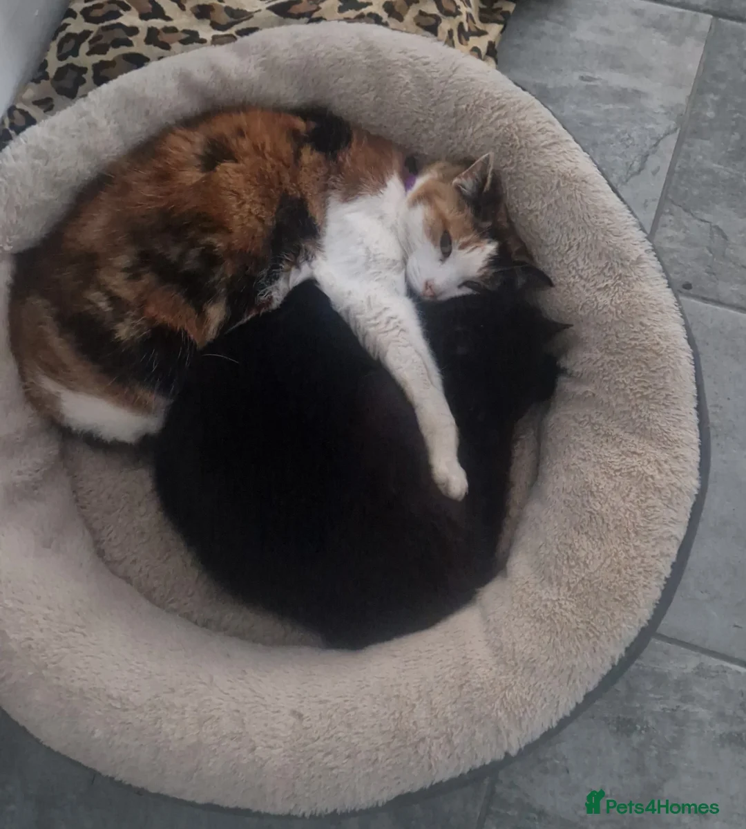 Mixed Breed cats for sale: 2 cats- Polly and Mittens- Must go together  - Advert 1