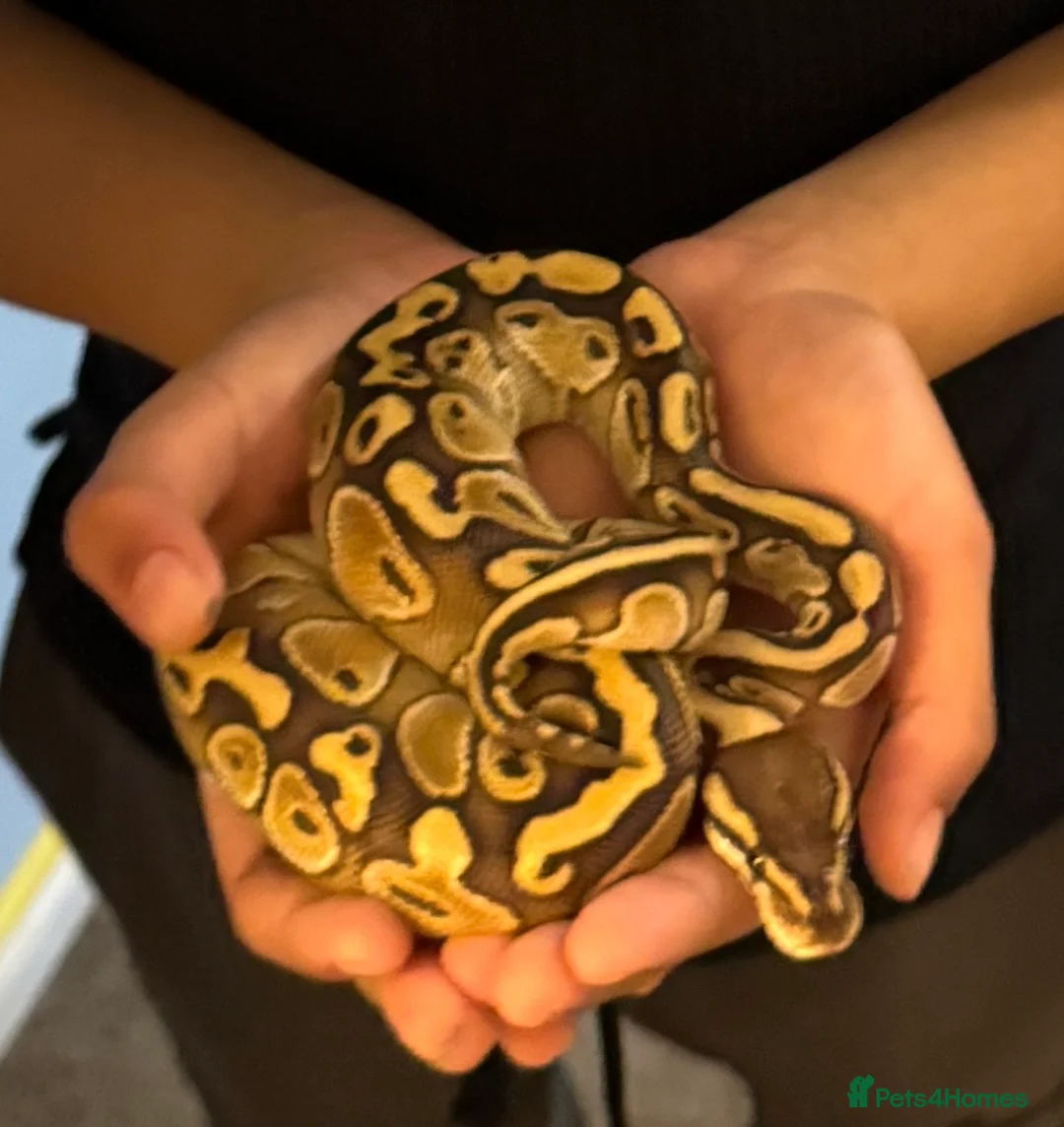 Python Snake reptiles for sale: Butter-belly ball python and full set up - Advert 1