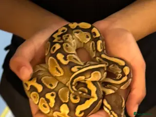 Python Snake reptiles Butter-belly ball python and full set up - Advert 1