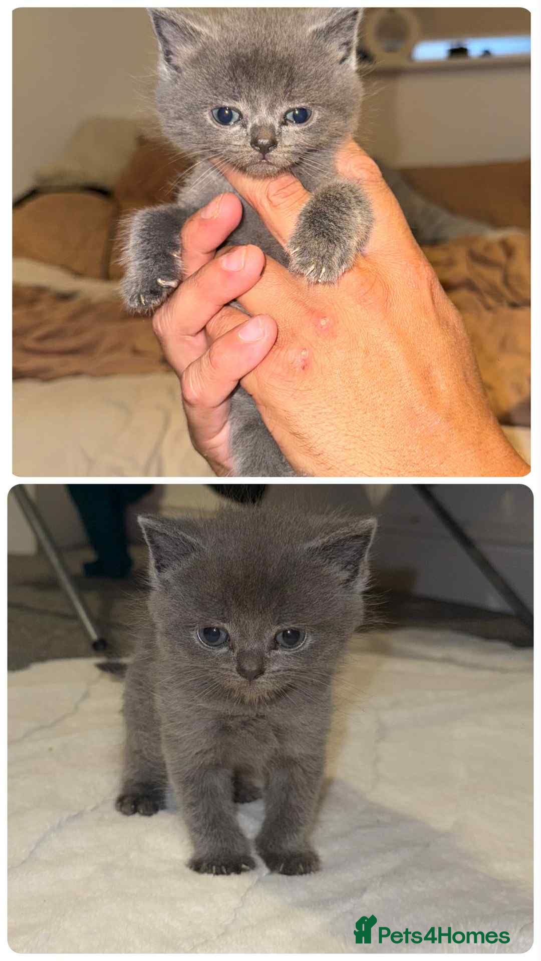 British Shorthair cats for sale: 6 beautiful kittens  - Image 1