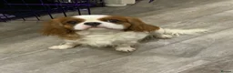 Cavalier King Charles Spaniel dogs for sale: 5* LICENSED BLENHEIM CAVIE ADULT FEMALE - Advert 4