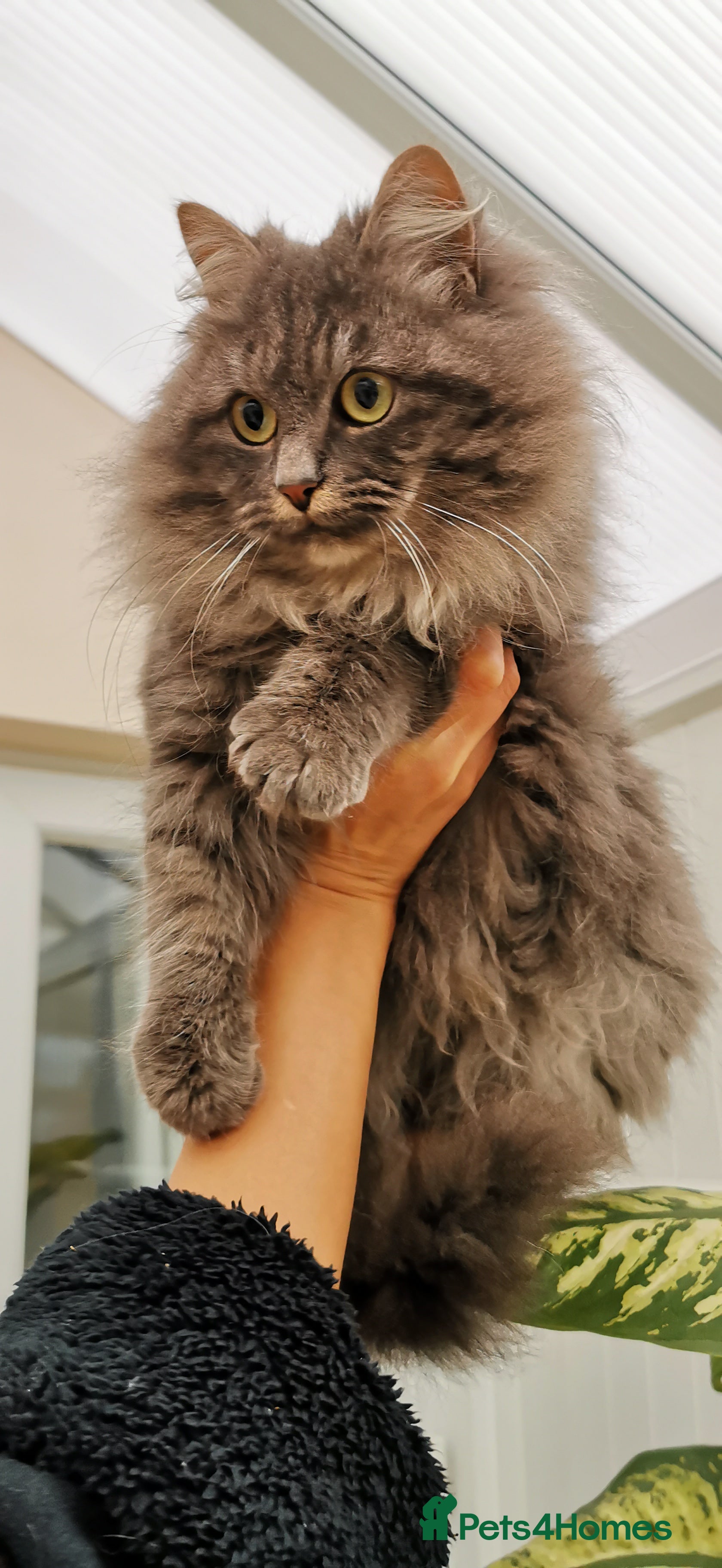 Siberian cats Stunning Siberian Silver Junior Queen  - Advert 6