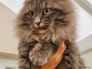 Siberian cats Stunning Siberian Silver Junior Queen - Advert 3