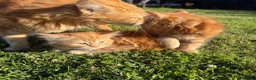 Mixed Breed cats for sale: Kitten for sale in London - Advert 4