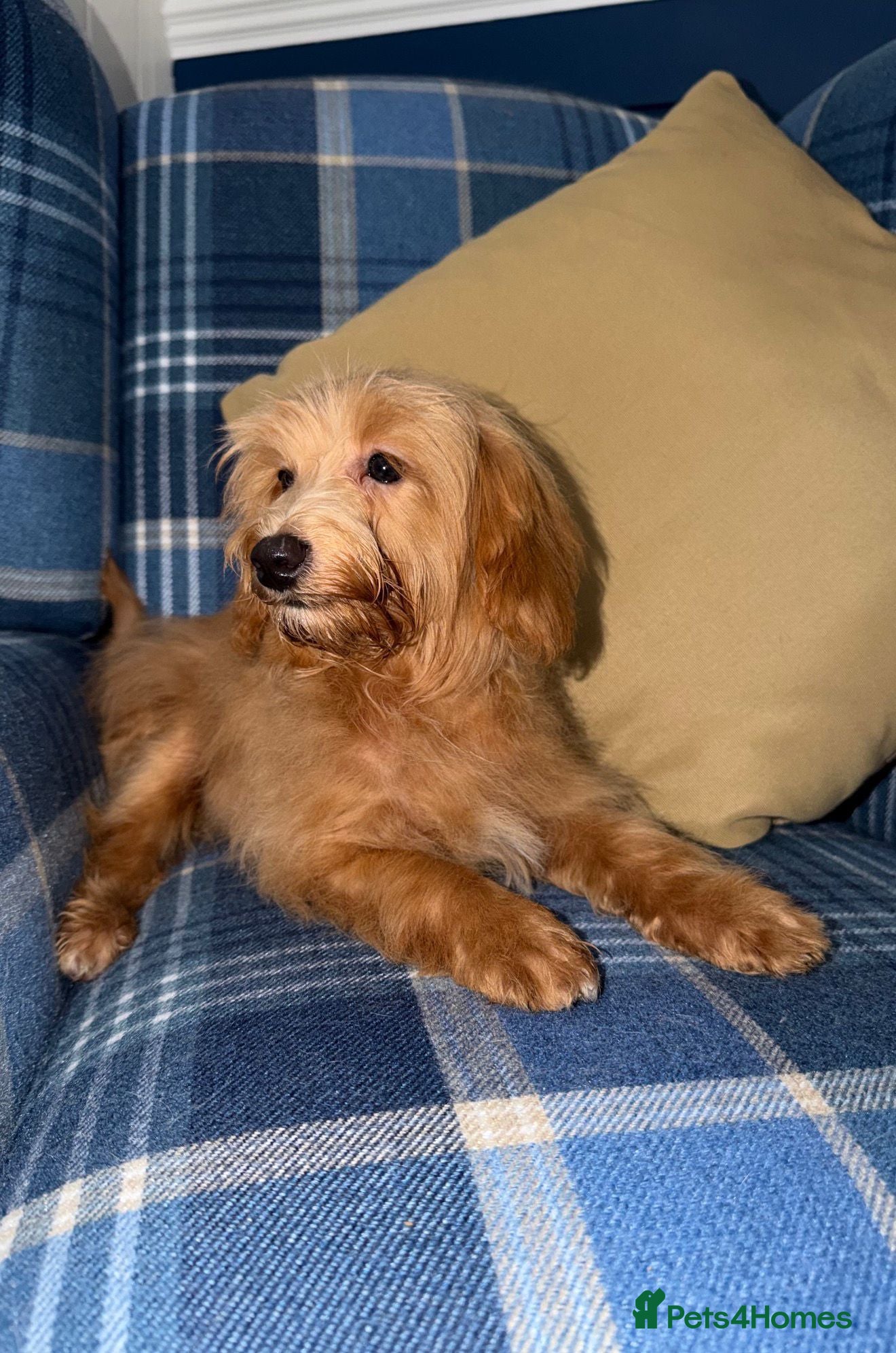 Shihpoo dogs Beautiful Shihpoo Puppies READY NOW  - Advert 1