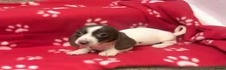 Miniature Dachshund dogs for sale: Beautiful rare piebald miniature dachshund puppies - Advert 19