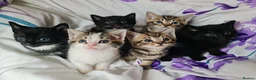 Mixed Breed cats for sale: Adorable & Playful Kittens Raised with Kids  - Advert 5