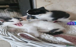 Selkirk Rex cats for sale: Adorable Selkirk Rex Kittens (Straight ) - Image 5