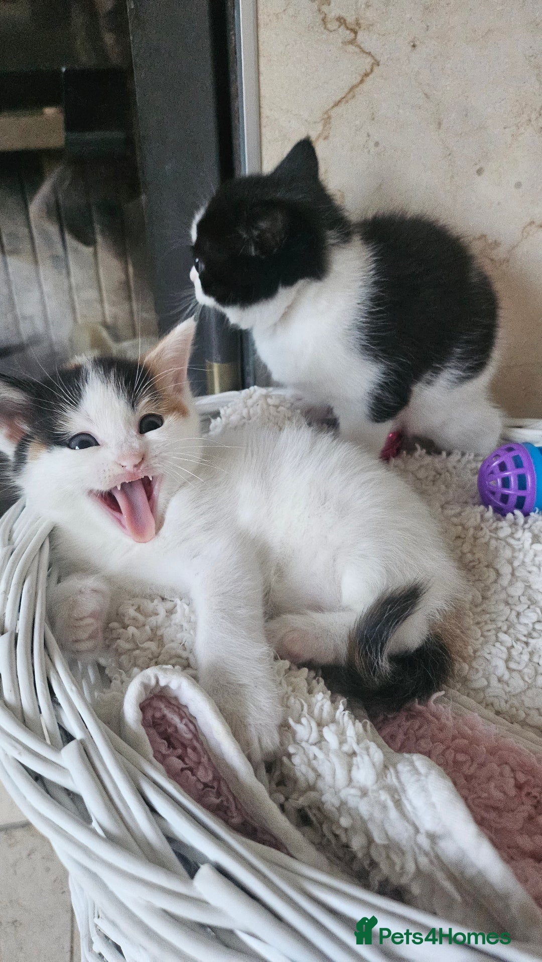Selkirk Rex cats for sale: Adorable Selkirk Rex Kittens (Straight ) - Image 5