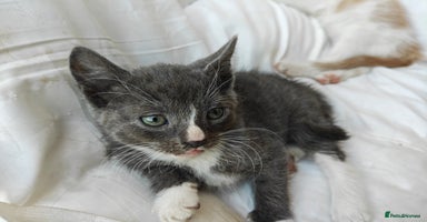 Mixed Breed cats - Advert 14