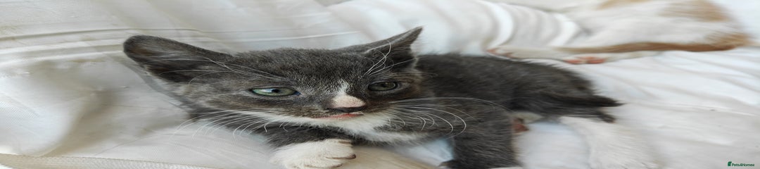 Blue Kitten 6