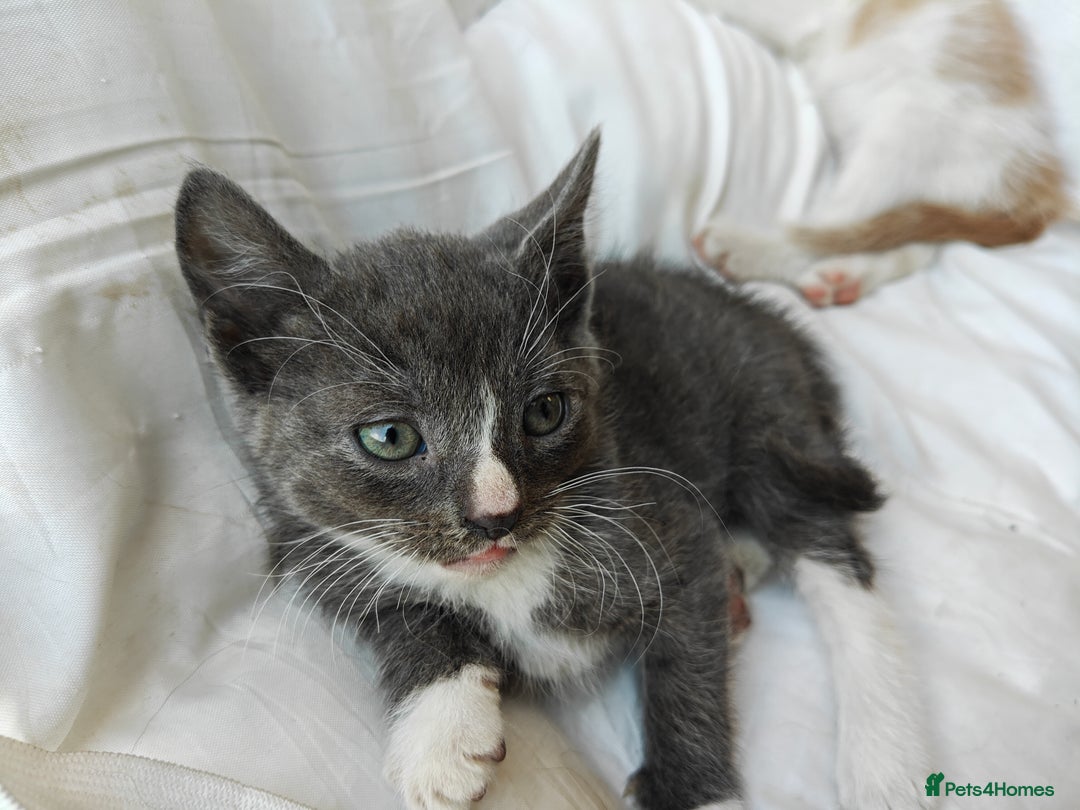 Mixed Breed cats for sale: Gorgeous Part BSH kittens ready to go now - Image 18
