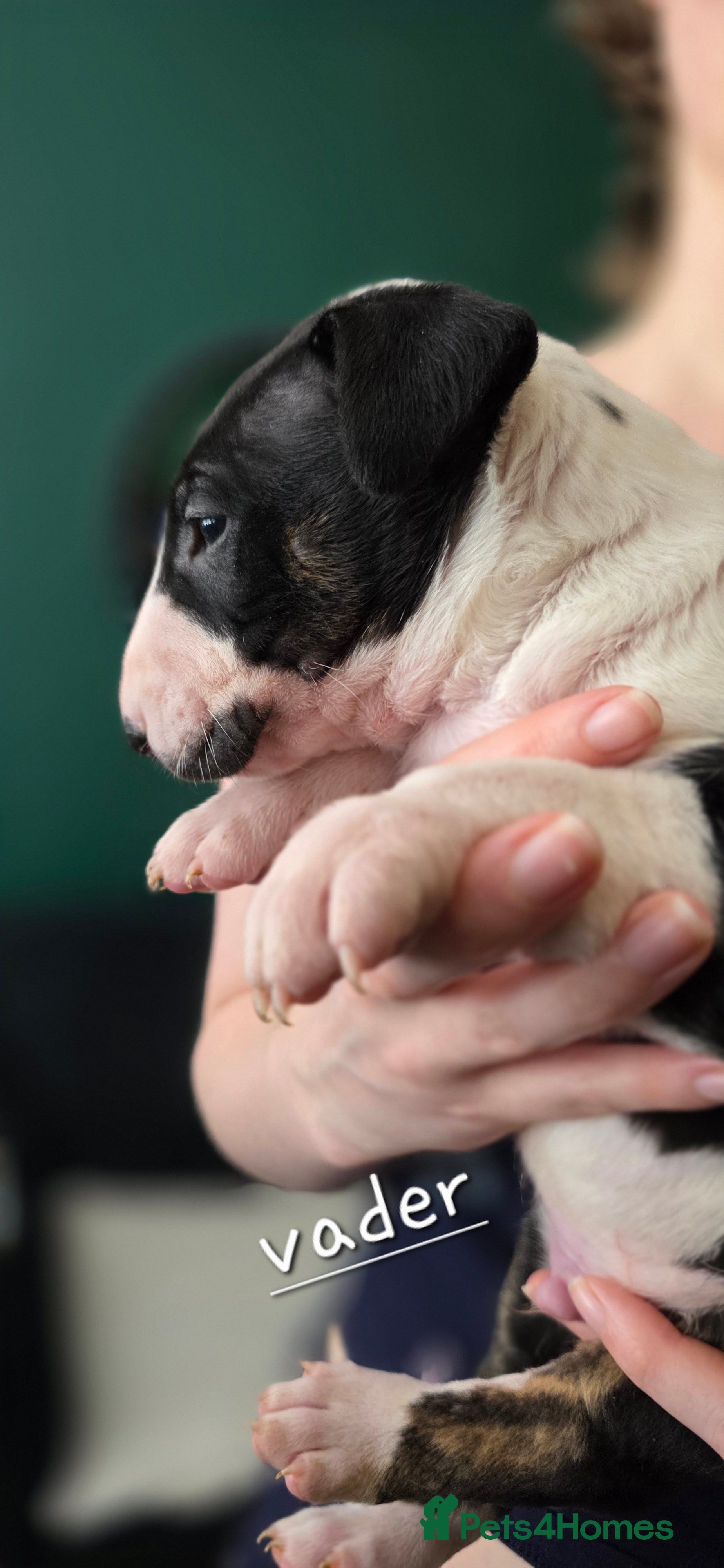 English Bull Terrier dogs for sale: KC English bullterrier puppies available  - Advert 9