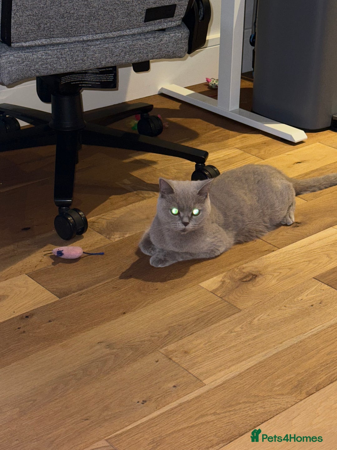 British Shorthair cats for sale: Fluffy Chocolate British Shorthair Kittens 🐾 - Image 40