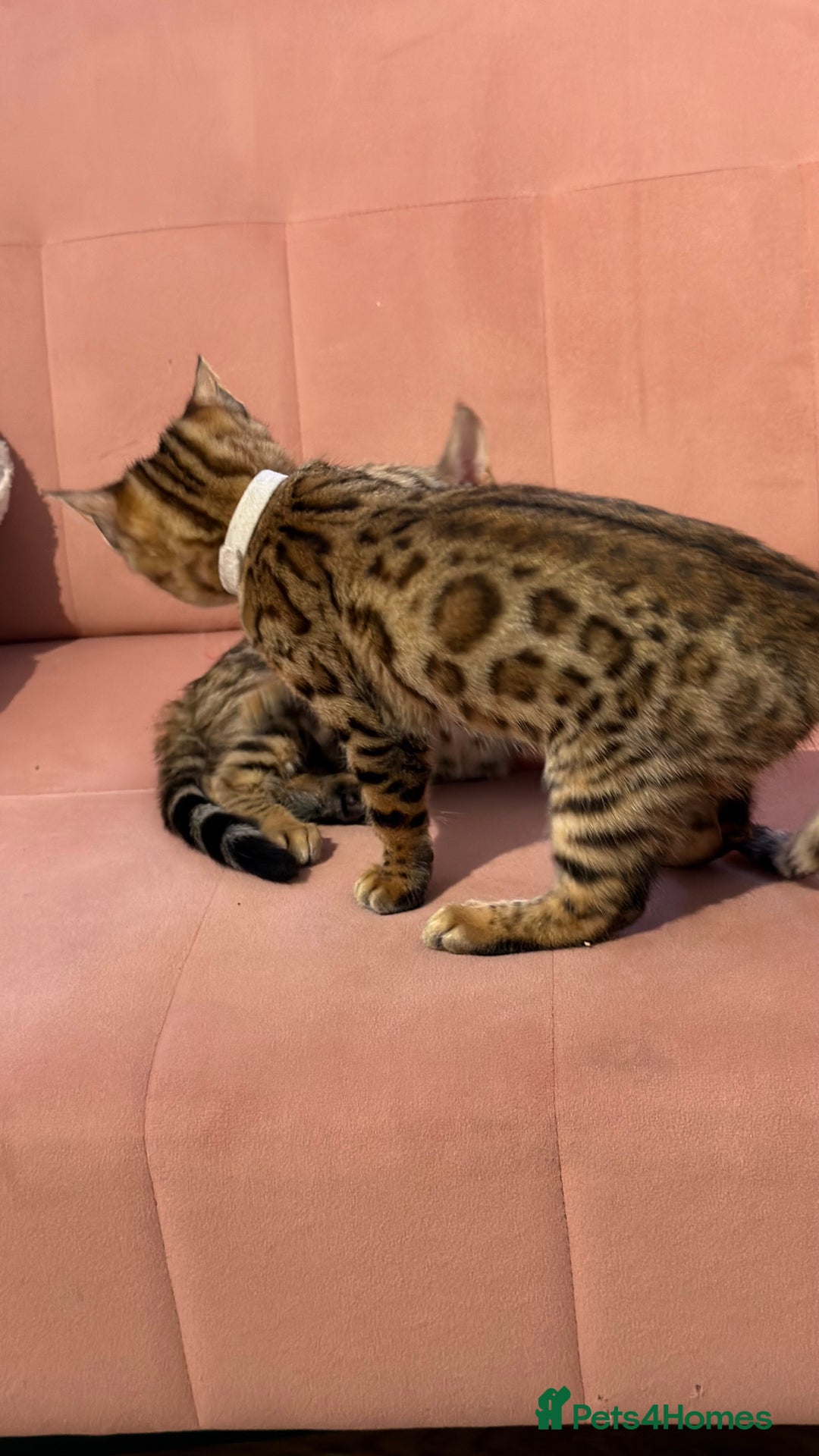 Bengal cats for sale: Bengal kittens TICA ready to leave NOW♥️🐈 - Advert 4
