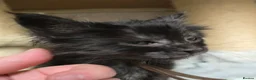 Maine Coon cats for sale: Hand Reared Black Smoke Maine Coon Kittens - Advert 5