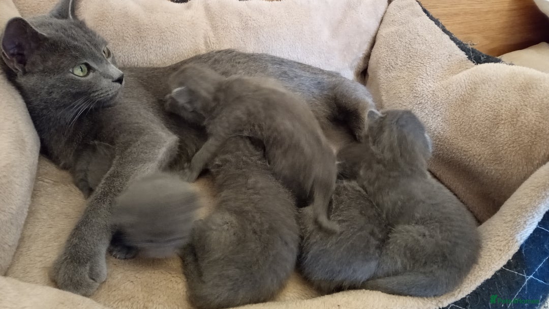 Russian Blue cats for sale: Pure Russian Blue Kitten LAST BOY ! - Image 6