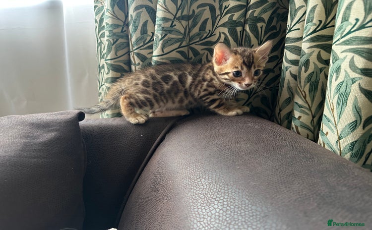 Bengal cats - Advert 3