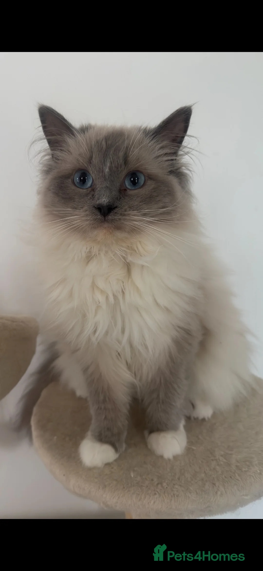 Ragdoll cats for sale: Pedigree Ragdoll Kittens - Ready Now - Advert 8