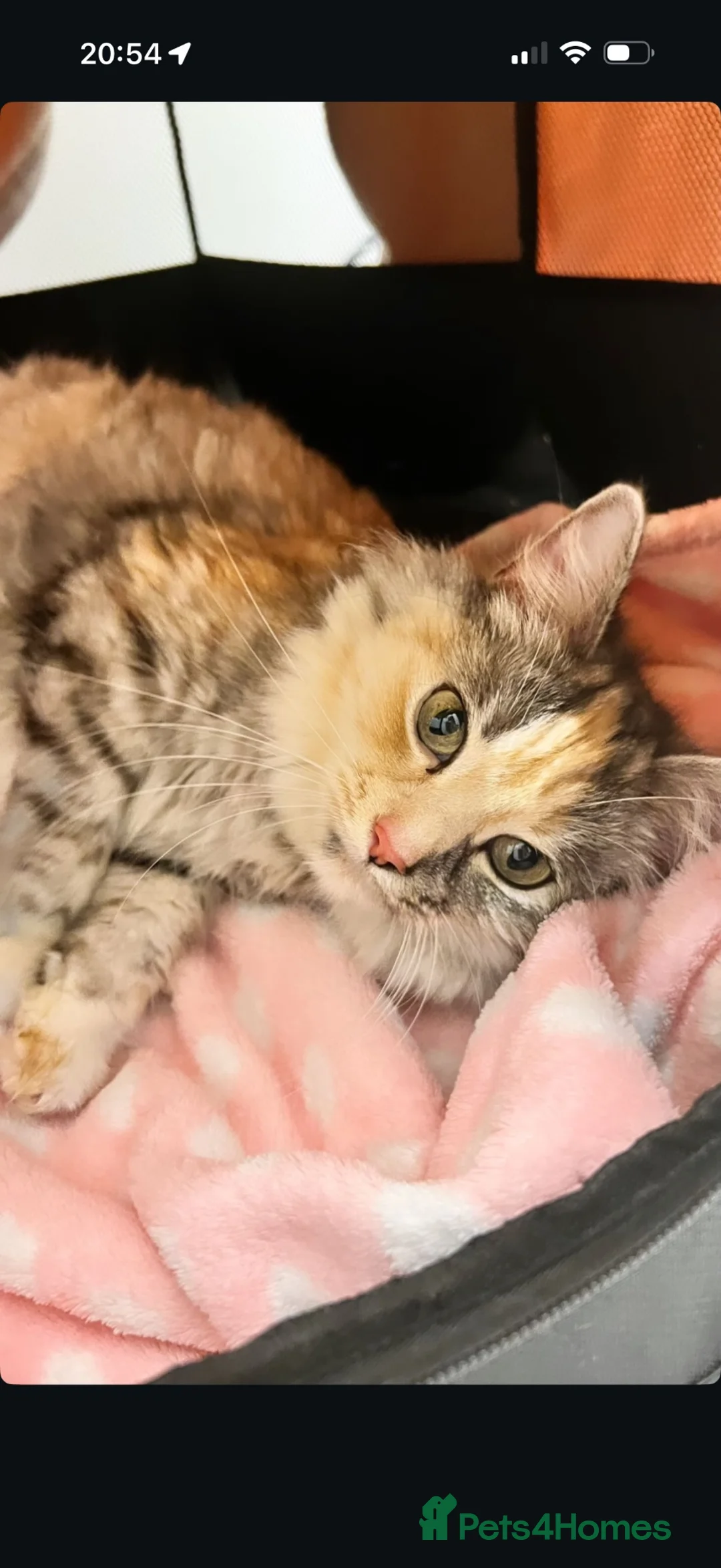 Ragdoll cats for sale: RAGDOLL X KITTENS READY TO GO - Advert 2