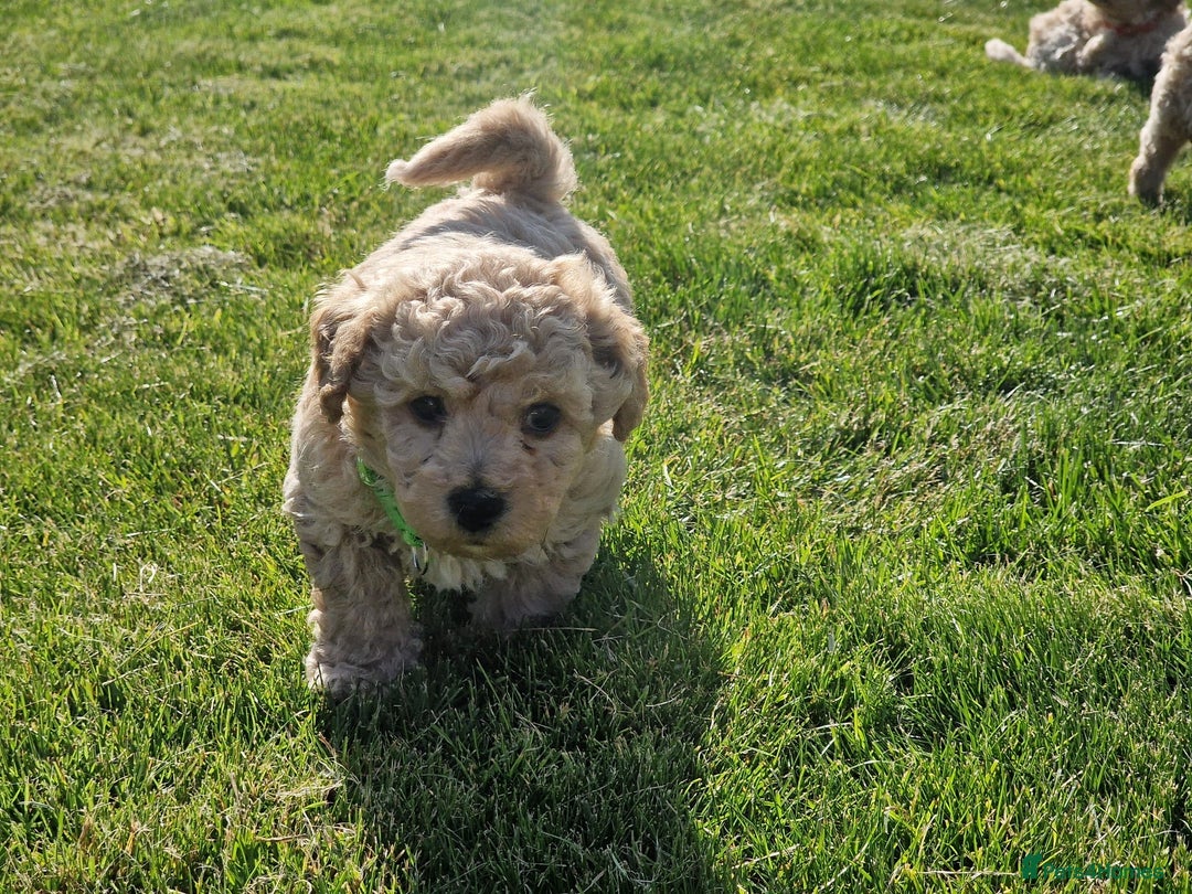 Poochon dogs for sale: Beautiful Poochon Puppies  in Carmarthen - Image 8