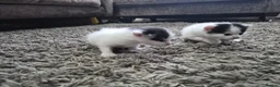 Turkish Van cats for sale: Ready to leave babies x3 black and white  - Advert 8