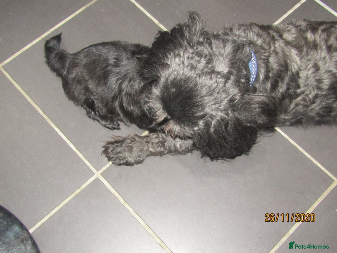 Shih Tzu dogs for stud: Bailey for stud in Spalding - Advert 32