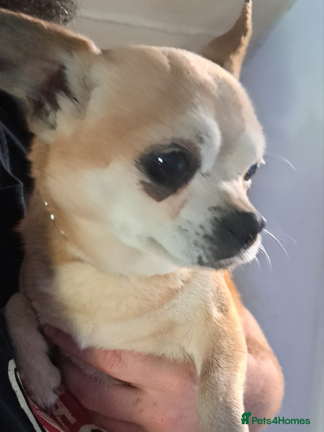 Mixed Breed dogs for sale: 9 year old chihuahua cross for sale - Image 5