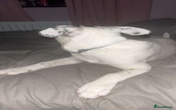 Mixed Breed dogs for sale: Male puppy 19 weeks (rocky) - Image 5