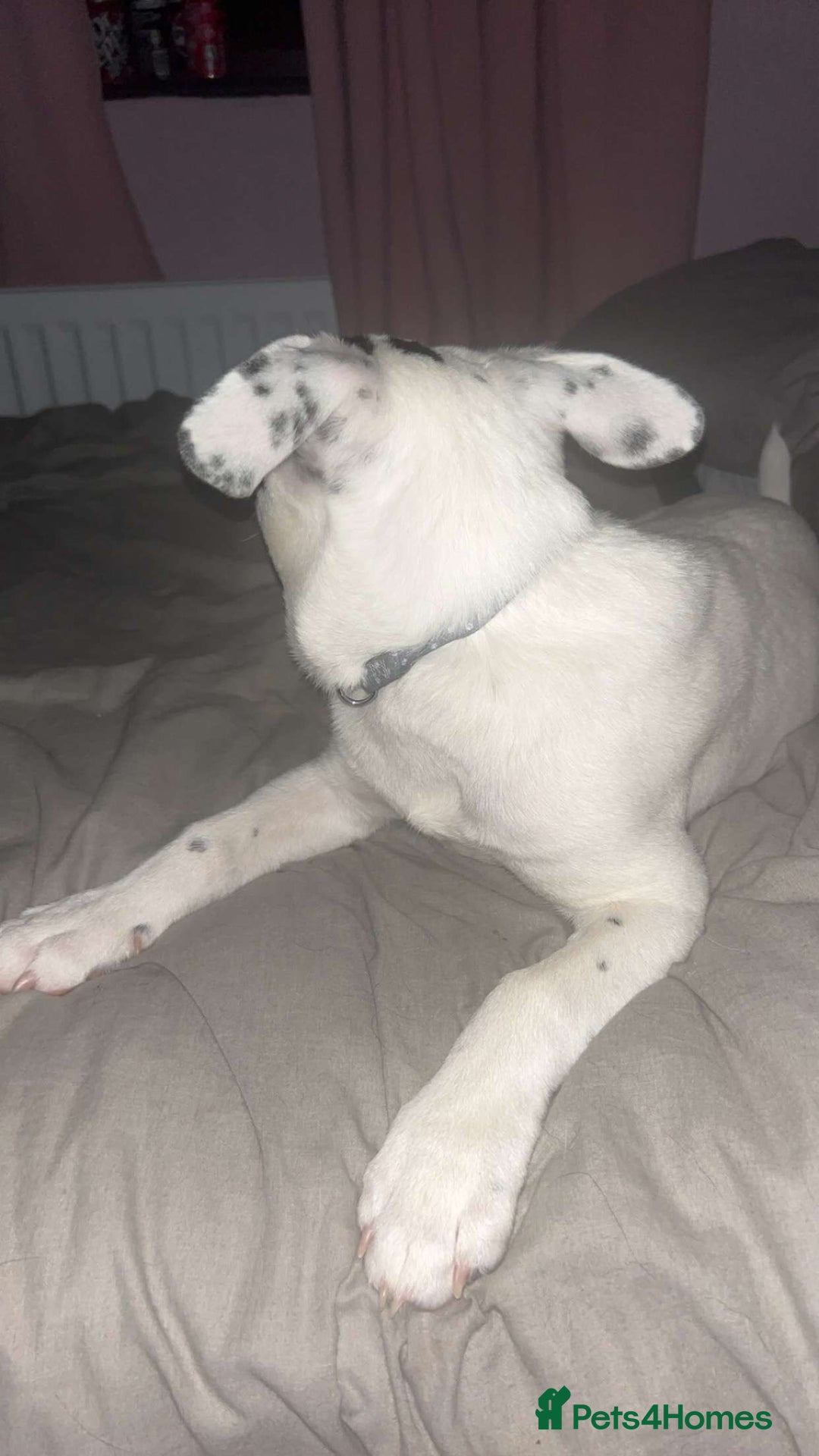 Mixed Breed dogs for sale: Male puppy 19 weeks (rocky) - Image 5