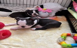 Boston Terrier dogs for sale: KC  Registered 🐕❤️🏠 Puupy 🐕💙🏠Boston Terrier  - Image 18