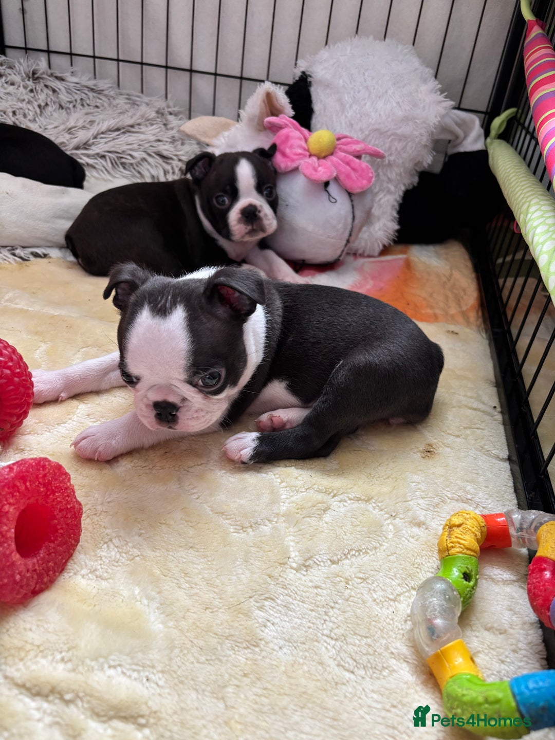 Boston Terrier dogs for sale: KC  Registered 🐕❤️🏠 Puupy 🐕💙🏠Boston Terrier  - Image 18