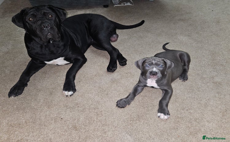 Cane Corso dogs - Advert 2