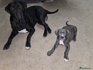 Cane Corso dogs for sale - Advert 1