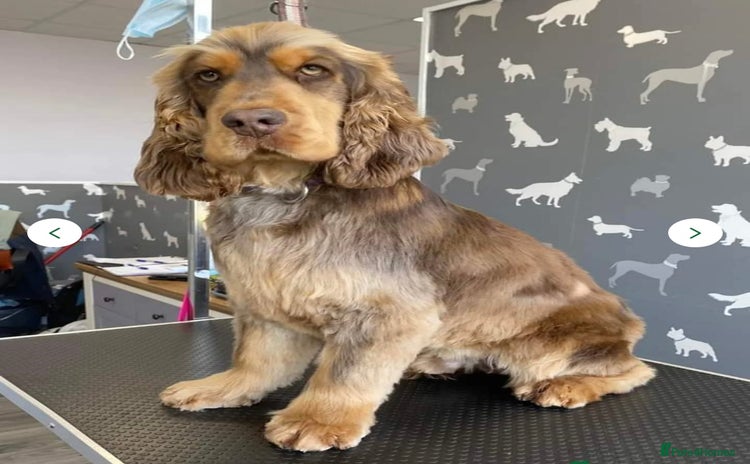 Cocker Spaniel dogs - Advert 15