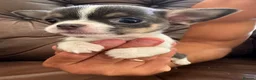 Chihuahua dogs for sale: 3 beautiful chihuahua pups - Advert 3