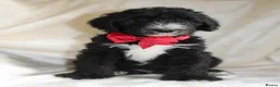 Sheepadoodle dogs for sale: F1 Sheepadoodle Puppies | 5* Licensed Breeder - Advert 31