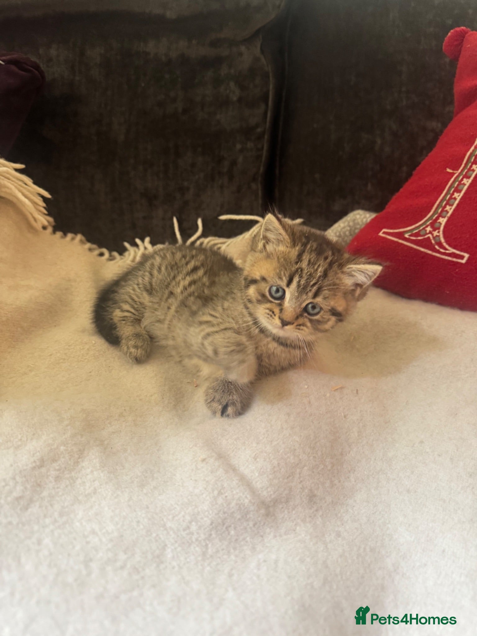 British Shorthair cats Stunning kittens for sale  - Advert 1