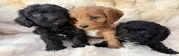 Cavapoo dogs for sale: 🐶 READY TO GO Beautiful Cavapoo Puppies  - Advert 3