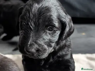 Labradoodle dogs 🐾 Labradoodle Puppies 🐾 - Advert 1