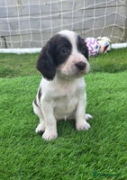 Cocker Spaniel dogs - Advert 5