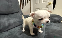 Chihuahua dogs for sale: Female chihuahua  - Image 5