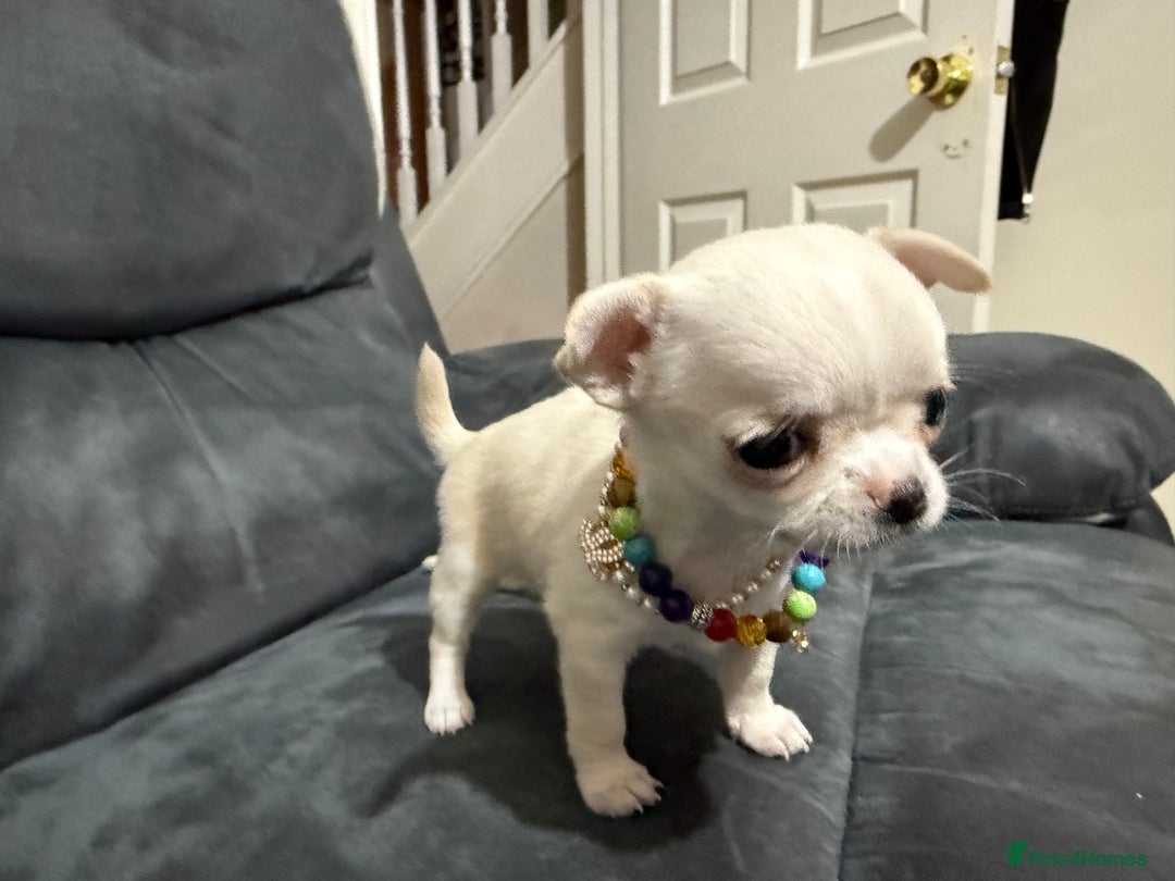 Chihuahua dogs for sale: Female chihuahua  - Image 5