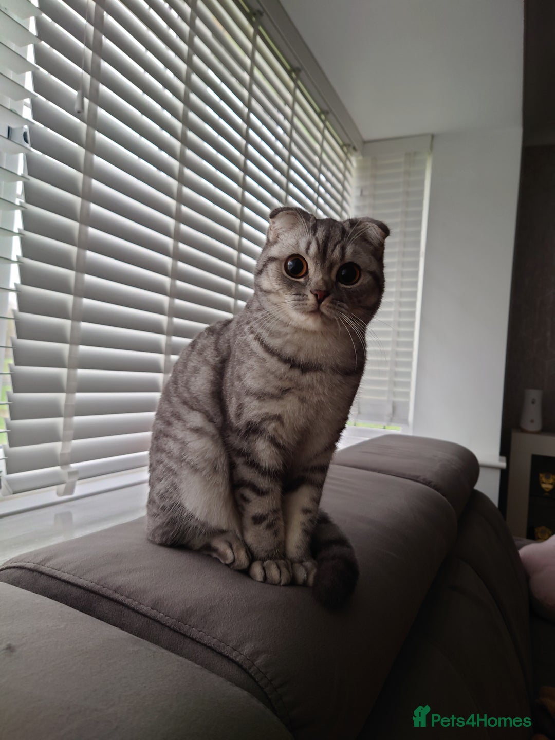 British Shorthair cats for sale: British Shorthair Ready for collection  - Advert 2