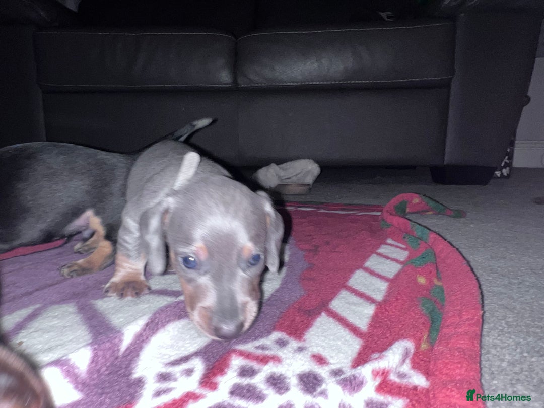 Dachshund dogs for sale: miniature dachshund - Advert 4