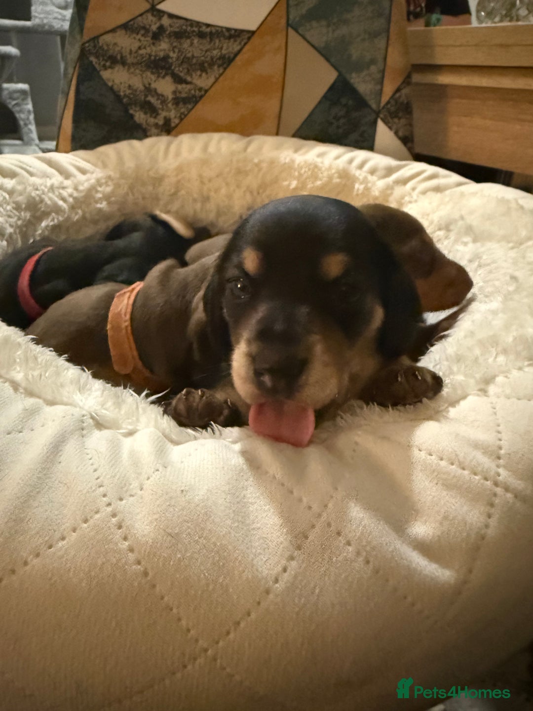 Miniature Dachshund dogs for sale: Miniature Dachshund's   - Advert 18